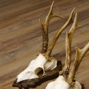 Deer antlers, 3 pieces, roe deer bucks, deer buck antlers, carved trophy signs 22.1320