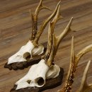 Deer antlers, 3 pieces, roe deer bucks, deer buck antlers, carved trophy signs 22.1320