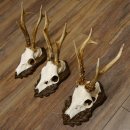 Deer antlers, 3 pieces, roe deer bucks, deer buck antlers, carved trophy signs 22.1320