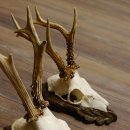 Deer antlers, 3 pieces, roe deer bucks, deer buck antlers, carved trophy signs 22.1320