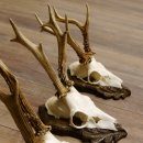 Deer antlers, 3 pieces, roe deer bucks, deer buck antlers, carved trophy signs 22.1320