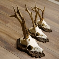 Deer antlers, 3 pieces, roe deer bucks, deer buck antlers, carved trophy signs 22.1320