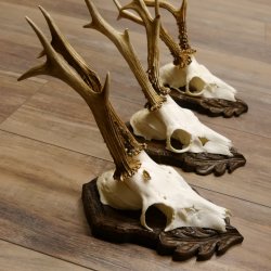 Deer antlers, 3 pieces, roe deer bucks, deer buck antlers, carved trophy signs 22.1320