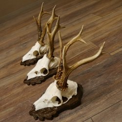 Deer antlers, 3 pieces, roe deer bucks, deer buck antlers, carved trophy signs 22.1320