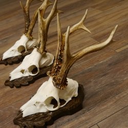 Deer antlers, 3 pieces, roe deer bucks, deer buck antlers, carved trophy signs 22.1320