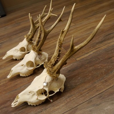 Bois de chevreuil 3 pièces Bois 375 g/295 g/350 g Bois de chevreuil mâle 12 150