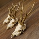 Deer antlers 3 pieces Antlers 375g/295g/350g Roe deer...