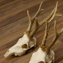 Bois de chevreuil 3 pièces Bois 375 g/295 g/350 g Bois de chevreuil mâle 12 150