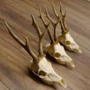 Bois de chevreuil 3 pièces Bois 375 g/295 g/350 g Bois de chevreuil mâle 12 150