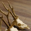 Bois de chevreuil 3 pièces Bois 375 g/295 g/350 g Bois de chevreuil mâle 12 150