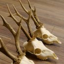 Bois de chevreuil 3 pièces Bois 375 g/295 g/350 g Bois de chevreuil mâle 12 150