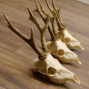 Bois de chevreuil 3 pièces Bois 375 g/295 g/350 g Bois de chevreuil mâle 12 150