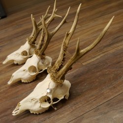 Bois de chevreuil 3 pièces Bois 375 g/295 g/350 g Bois de chevreuil mâle 12 150