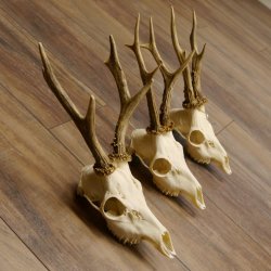 Bois de chevreuil 3 pièces Bois 375 g/295 g/350 g Bois de chevreuil mâle 12 150