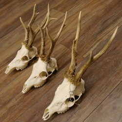 Bois de chevreuil 3 pièces Bois 375 g/295 g/350 g Bois de chevreuil mâle 12 150