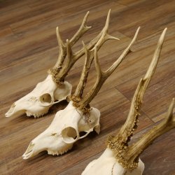 Bois de chevreuil 3 pièces Bois 375 g/295 g/350 g Bois de chevreuil mâle 12 150