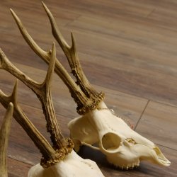 Bois de chevreuil 3 pièces Bois 375 g/295 g/350 g Bois de chevreuil mâle 12 150