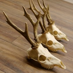 Bois de chevreuil 3 pièces Bois 375 g/295 g/350 g Bois de chevreuil mâle 12 150