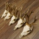Deer antlers, 5 pieces, antlers, roe deer, antlers 12.151
