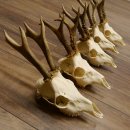 Deer antlers, 5 pieces, antlers, roe deer, antlers 12.151