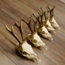 Deer antlers, 5 pieces, antlers, roe deer, antlers 12.151