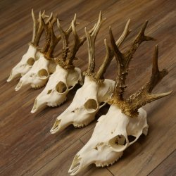 Deer antlers, 5 pieces, antlers, roe deer, antlers 12.151