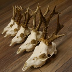 Deer antlers, 5 pieces, antlers, roe deer, antlers 12.151