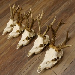 Deer antlers, 5 pieces, antlers, roe deer, antlers 12.151