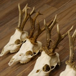 Deer antlers, 5 pieces, antlers, roe deer, antlers 12.151