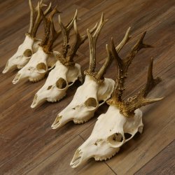 Deer antlers, 5 pieces, antlers, roe deer, antlers 12.151