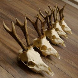 Deer antlers, 5 pieces, antlers, roe deer, antlers 12.151