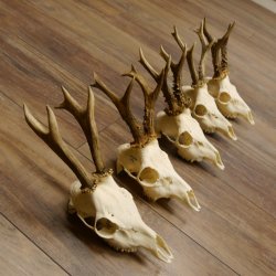 Deer antlers, 5 pieces, antlers, roe deer, antlers 12.151