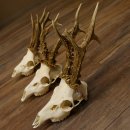 Deer antlers 3 antlers up to 407 g Roe deer buck antlers 12,152