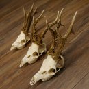 Deer antlers 3 antlers up to 407 g Roe deer buck antlers 12,152