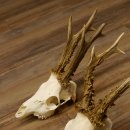Deer antlers 3 antlers up to 407 g Roe deer buck antlers 12,152