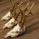 Deer antlers 3 antlers up to 407 g Roe deer buck antlers 12,152