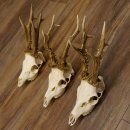 Deer antlers 3 antlers up to 407 g Roe deer buck antlers 12,152