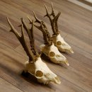 Deer antlers 3 antlers up to 407 g Roe deer buck antlers 12,152