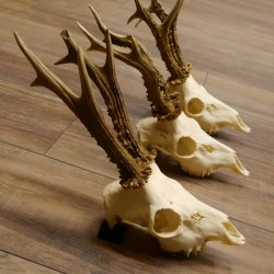 Deer antlers 3 antlers up to 407 g Roe deer buck antlers 12,152
