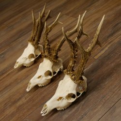 Deer antlers 3 antlers up to 407 g Roe deer buck antlers 12,152