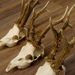 Deer antlers 3 antlers up to 407 g Roe deer buck antlers 12,152
