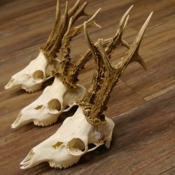 Deer antlers 3 antlers up to 407 g Roe deer buck antlers 12,152