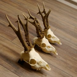 Deer antlers 3 antlers up to 407 g Roe deer buck antlers 12,152