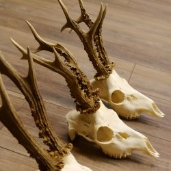 Deer antlers 3 antlers up to 407 g Roe deer buck antlers 12,152