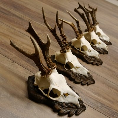 Cuernos de corzo, 3 piezas, corzos machos, cuernos de corzo tallados, placas de trofeo 22.1320