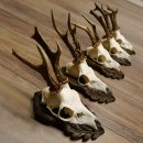 Cuernos de corzo, 3 piezas, corzos machos, cuernos de...