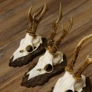 Cuernos de corzo, 3 piezas, corzos machos, cuernos de corzo tallados, placas de trofeo 22.1320