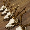 Cuernos de corzo, 3 piezas, corzos machos, cuernos de corzo tallados, placas de trofeo 22.1320