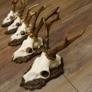 Cuernos de corzo, 3 piezas, corzos machos, cuernos de corzo tallados, placas de trofeo 22.1320