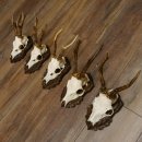 Cuernos de corzo, 3 piezas, corzos machos, cuernos de corzo tallados, placas de trofeo 22.1320